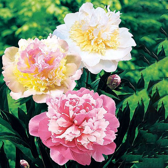 Peony 'Sorbet'