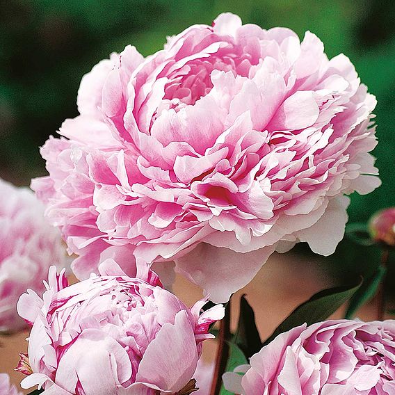 Peony 'Sarah Bernhardt'