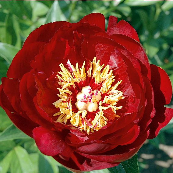 Peony 'Buckeye Belle'