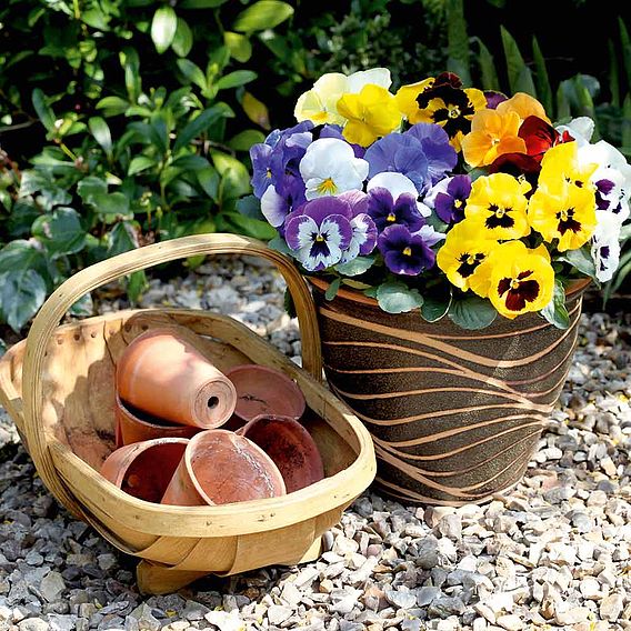 Pansy 'Winter Cheer' F1 - Seeds
