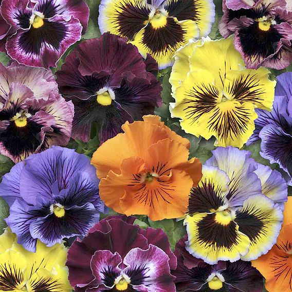 Pansy Seeds - Frizzle Sizzle Mix 