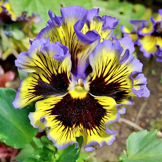 Pansy 'Frizzle Sizzle Mix' - Seeds