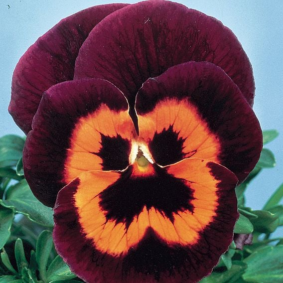 Pansy 'Poker Face' F2 - Seeds