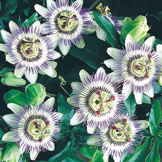 Passiflora caerulea