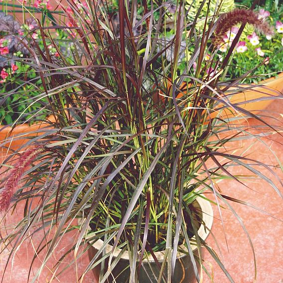 Pennisetum 'Rubrum'