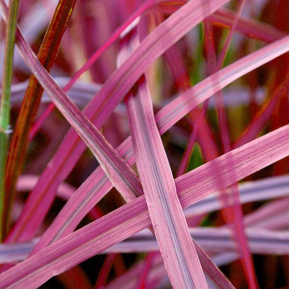 Pennisetum x advena 'Fireworks'