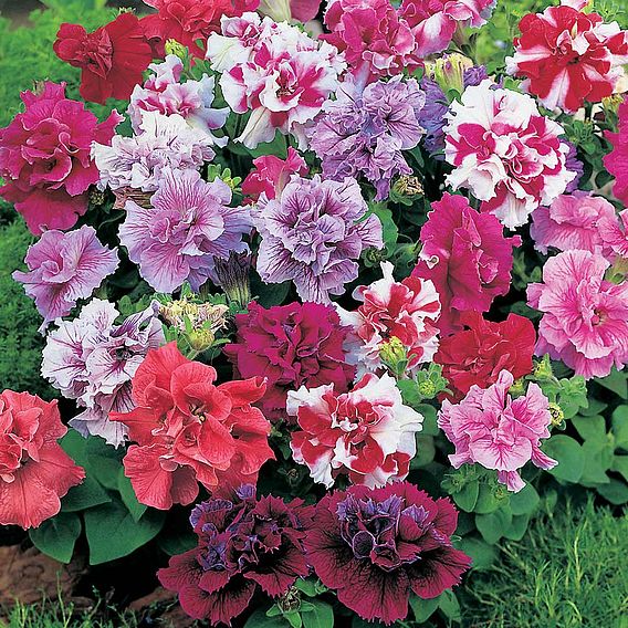 Petunia Seeds - Duo Mixed F1