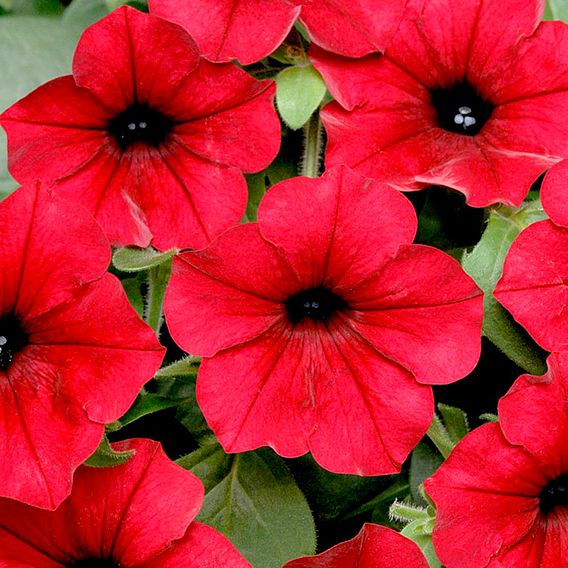 Petunia Seeds - F1 Tidal Wave Red Velour - 