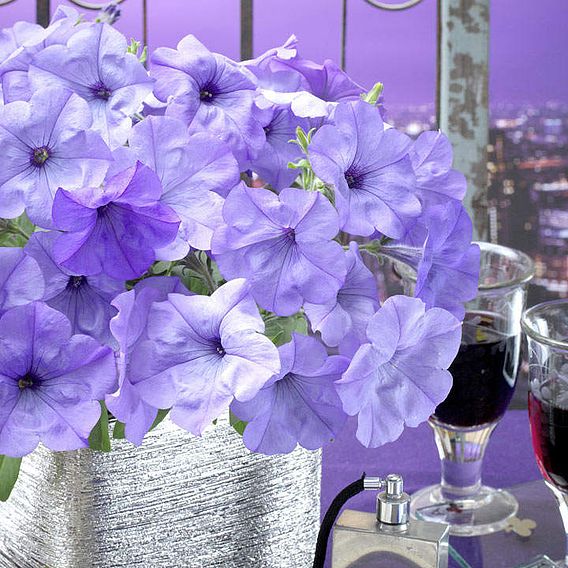 Petunia 'Evening Scentsation' F1 - Seeds