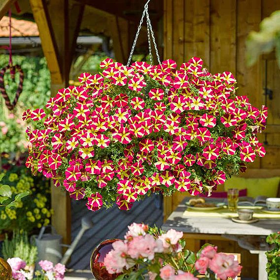 Petunia 'Amore™ Queen of Hearts'