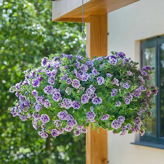 Petunia 'Priscilla'