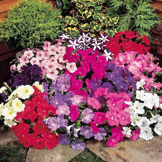 Petunia Seeds - Carpet Mixed F1