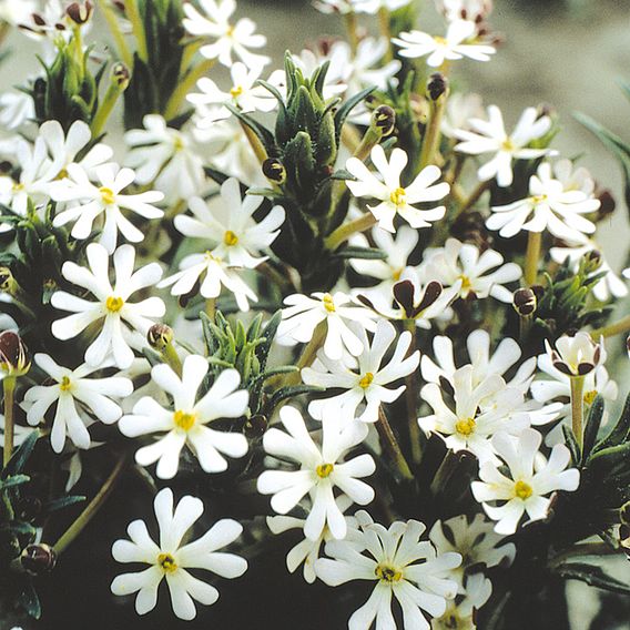 Night-Scented Phlox Seeds