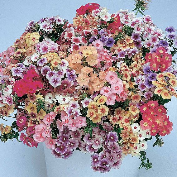 Phlox drummondii 'Tapestry Mixed' - Seeds