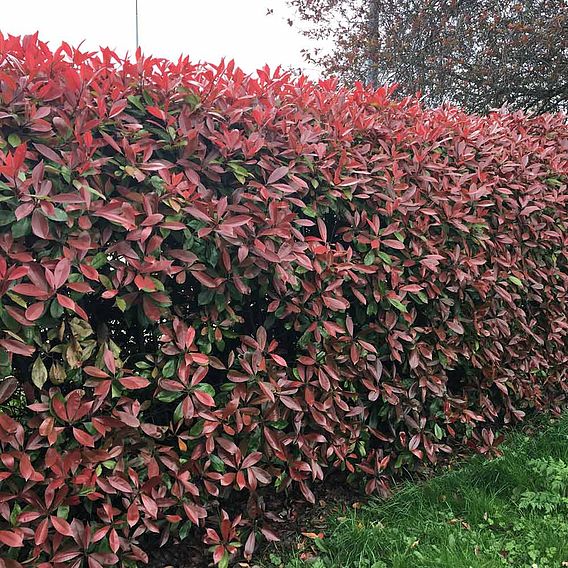 Red Laurel Flower To My Emperor Photinia Red Robin (Red Laurel) Plant | Dobies