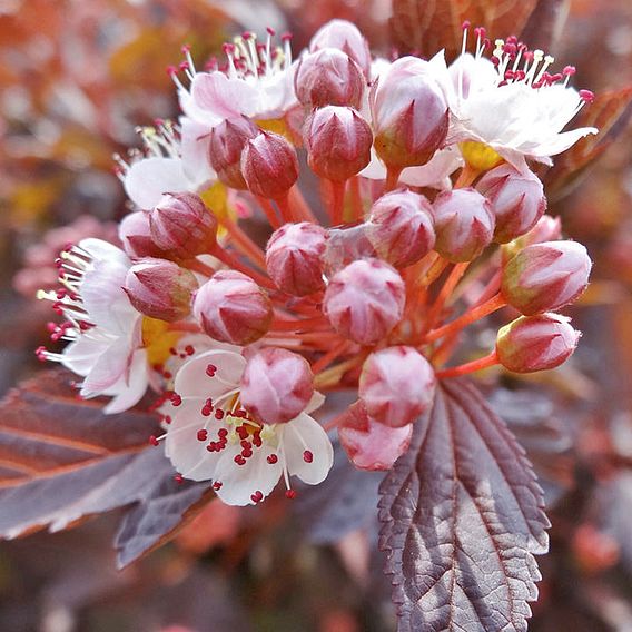 Physocarpus opulifolius 'Lady In Red'