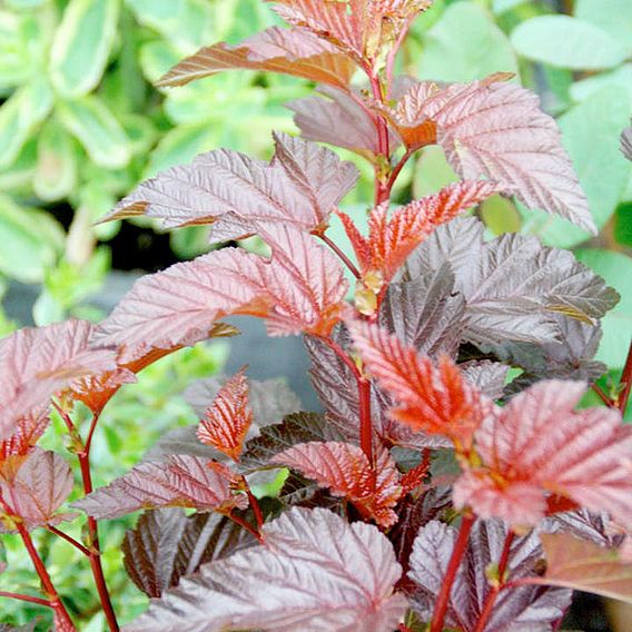 Physocarpus opulifolius 'Lady In Red'