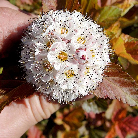 Physocarpus opulifolius 'Amber Jubilee'