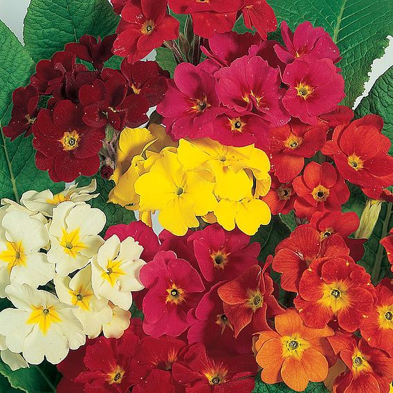 Polyanthus 'Dobies Superb Mixed' - Seeds