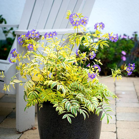 Polemonium 'Golden Feathers'