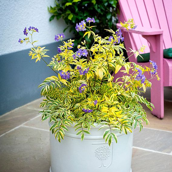 Polemonium 'Golden Feathers'