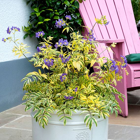 Polemonium 'Golden Feathers'