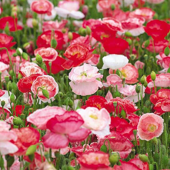 Poppy 'Love Affair Mixed' - Seeds