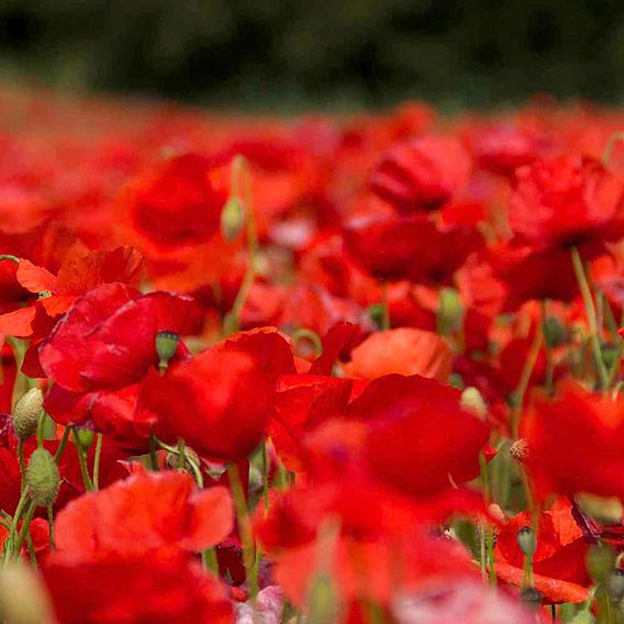 Poppy 'Rhoeas' - Seeds