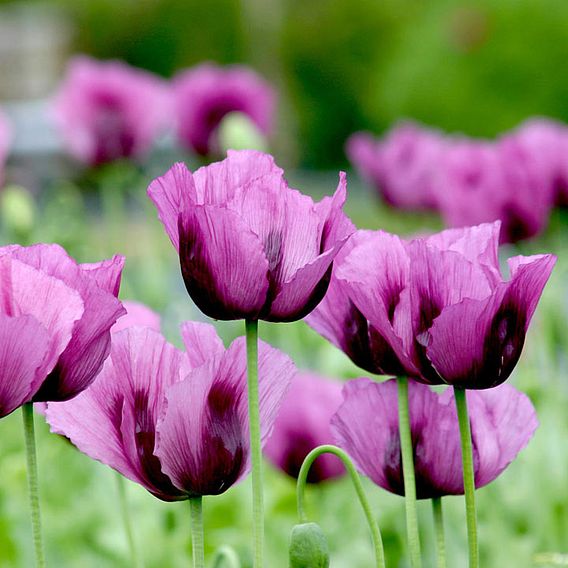 Poppy 'Hungarian Blue' (Bread seed poppy) - Seeds