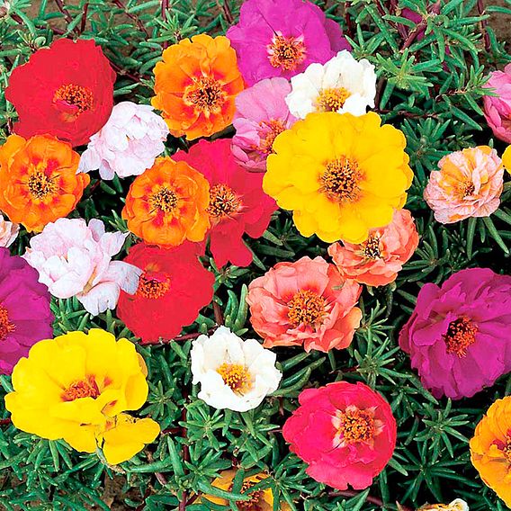 Portulaca 'Tapas' - Seeds