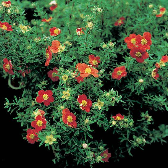 Potentilla fruticosa 'Marian Red Robin'