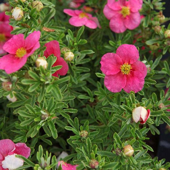 Potentilla fruticosa Plant - BELLISSIMA Noble®