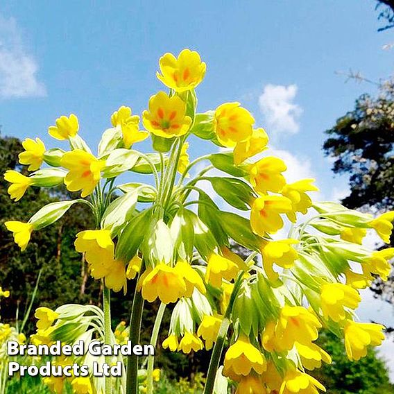 Primula veris