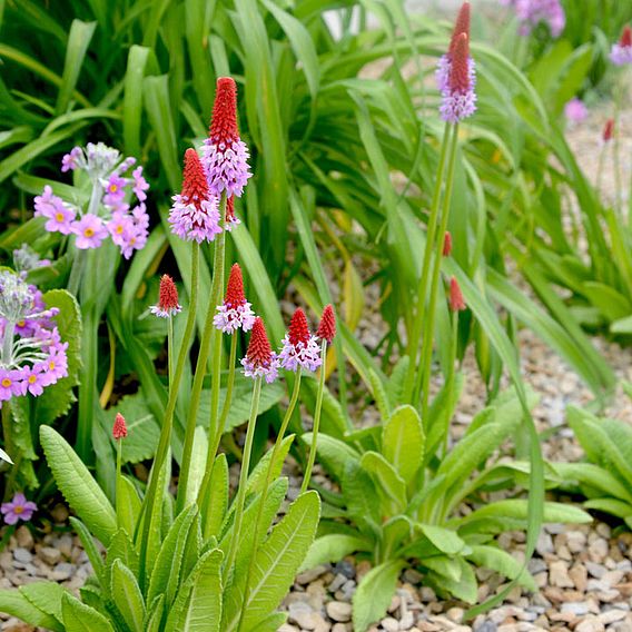 Primula vialii