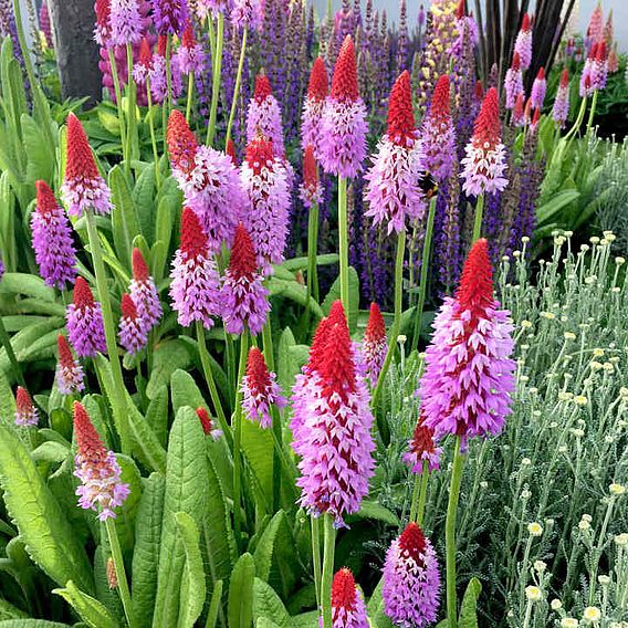 Primula vialii