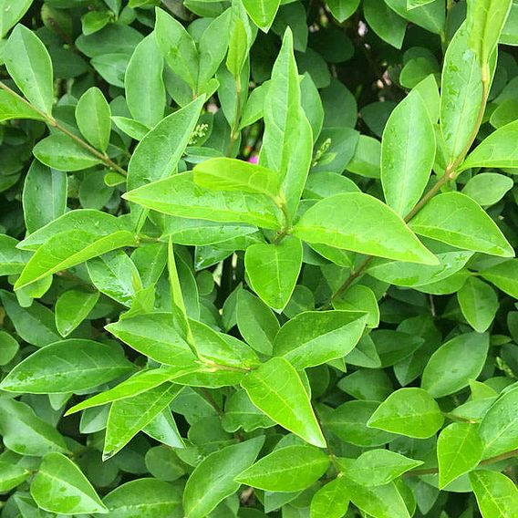 Ligustrum vulgare (Hedging)