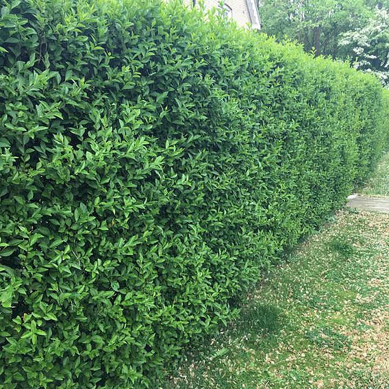 Ligustrum vulgare (Hedging)