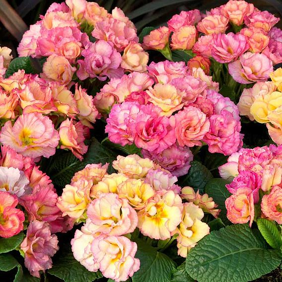 Primrose 'Amore' - Seeds