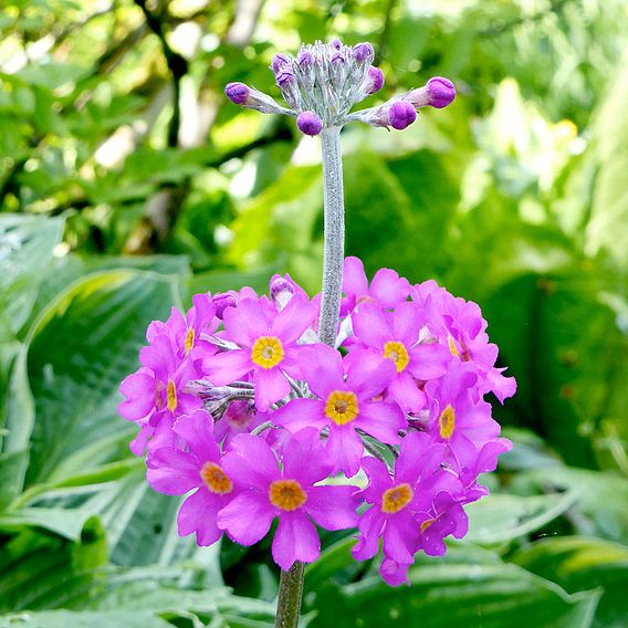 Primula beesiana