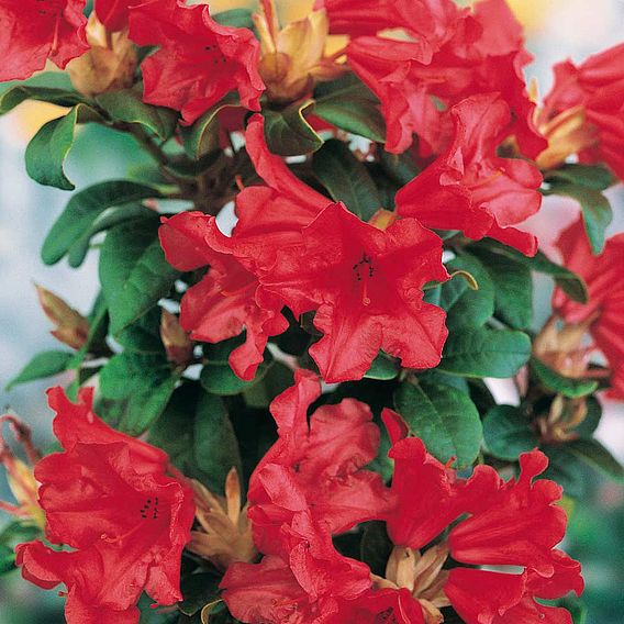 Rhododendron 'Scarlet Wonder'