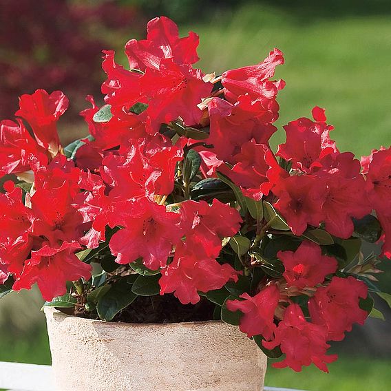 Rhododendron 'Scarlet Wonder'