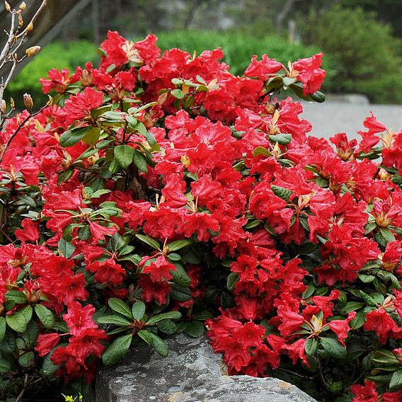 Rhododendron 'Scarlet Wonder'
