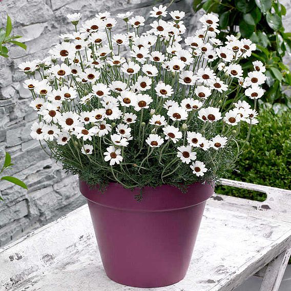 Rhodanthemum 'Casablanca'