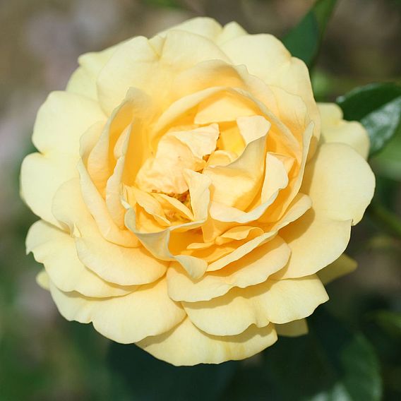 Rose 'Absolutely Fabulous' (Floribunda Rose)
