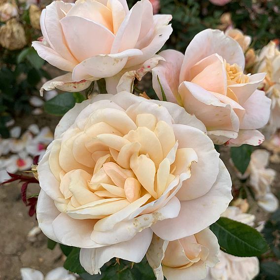 Rose 'Champagne Moment' (Floribunda Rose)