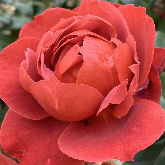 Rose 'Hot Chocolate' (Floribunda Rose)