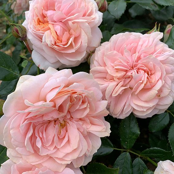 Rose 'Joie de Vivre' (Floribunda Rose)