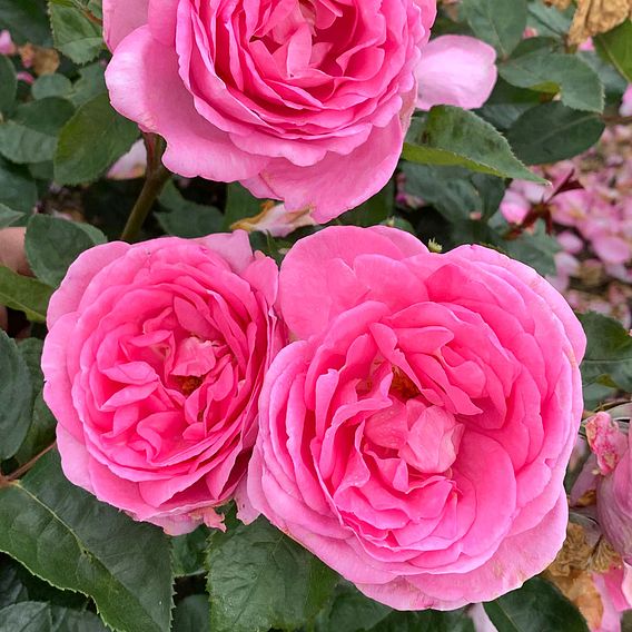 Rose 'Mum in a Million' (Hybrid Tea Rose)