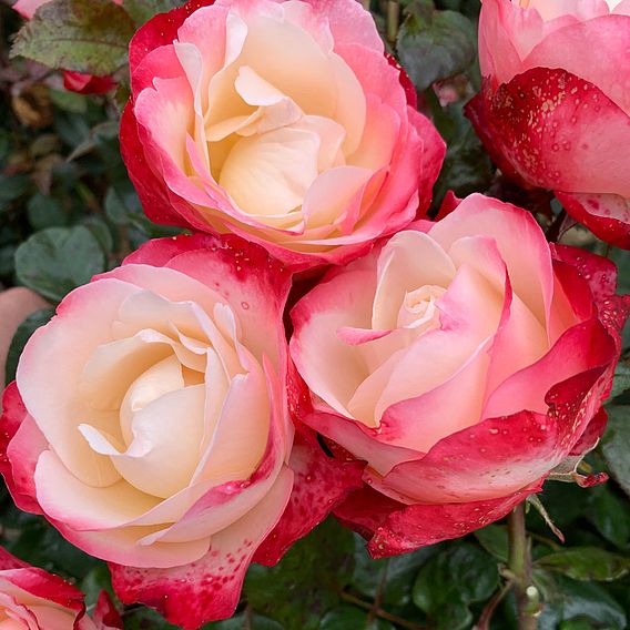 Rose 'Nostalgia' (Hybrid Tea Rose)