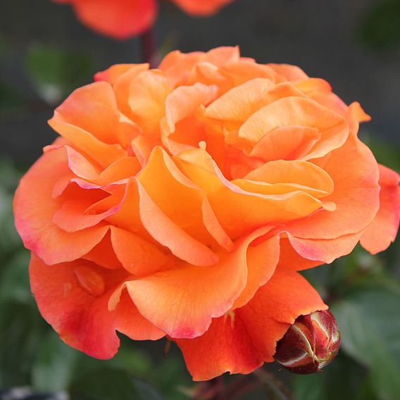 Rose 'Precious Amber' (Floribunda Rose)